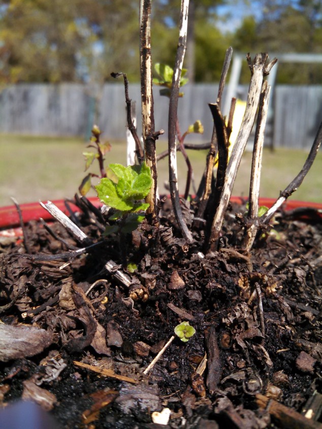 Sprouting Spearmint